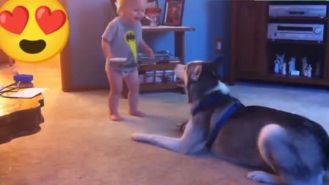 The baby reacts adorably to the arrival of a new puppy. The dog is a good loyal friend to man