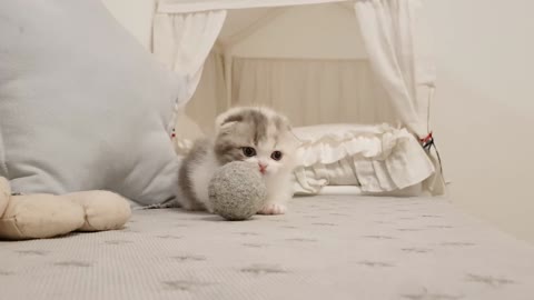 Videos of cute legs kittens costs - KimsKennelUS