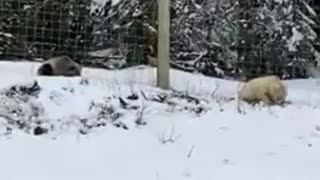 Urso pardo com pelo branco apanhado em vídeo no Canadá