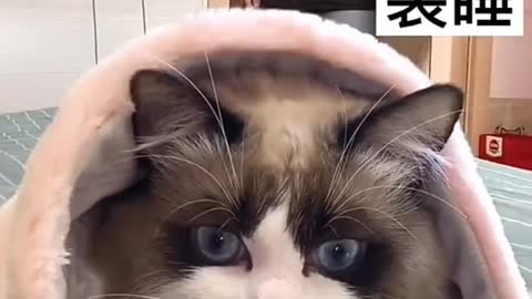 Cute and Funny Cat