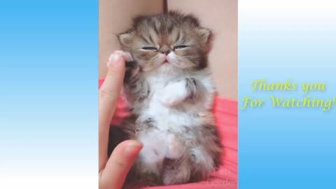 Cute Kittens - Beautiful and Naughty - 5
