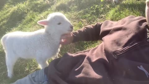 Cute lamb needs attention!!