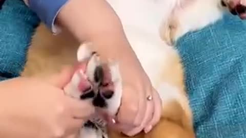 Dog manicures in action