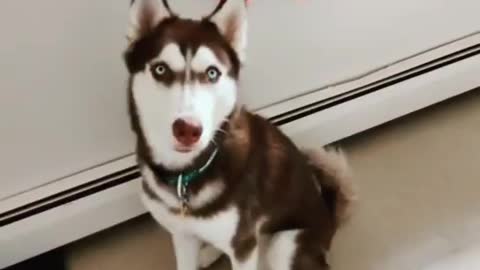 Stubborn Husky Dog Videos 😁😇 Best Funny Animal Videos 2022 😺 Funny Dog Videos 2022 😁