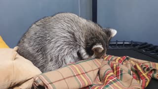 Raccoon sat uncomfortably in a blanket and fell asleep.