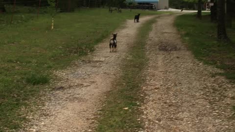 Running Baby Goats