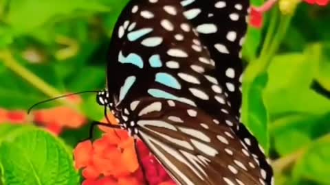 Relation of flower and butterfly #short