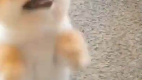 Cute dog video #shorts