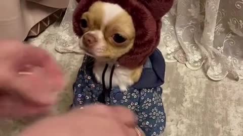 cute dog