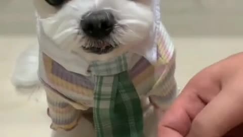 Baby Cute Dogs Funny Amazing Videos, Puppies Funny video