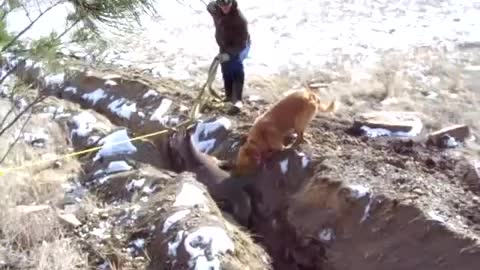 Man with his dog rescue a Deer