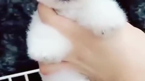 Cute little puppy video from tiktok love this puppy