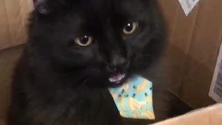 Oliver the Black Cat Pants and Plays in Box