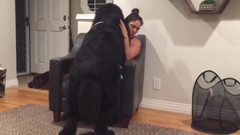 😲Massive Newfoundland thinks he's a lap dog😀😂