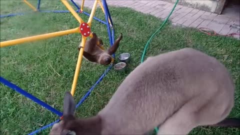 Baby Sloths Being Sloths. FUNNIEST compilation