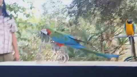 Funny parrot 🐦
