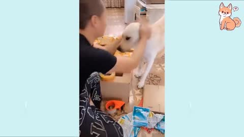 You will laugh at all DOGS 😅🐶 funny’s videos |2021|
