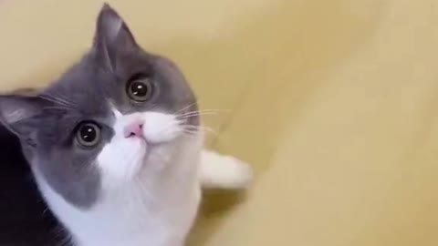 Kittens Meowing Compilation Cuteness Overloaded