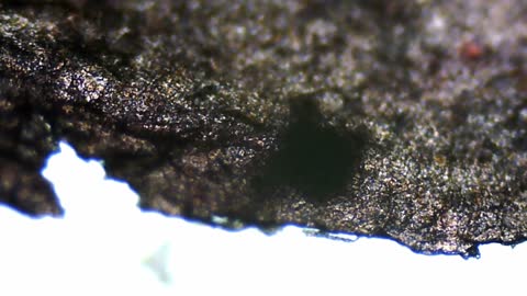Grape under a microscope