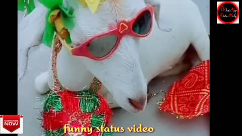 Goat Funny Acting song