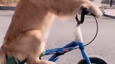 Cycling Dog| Claver and skilled Dog| Never give up| Well trained dog