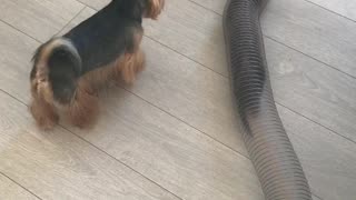 Yorkie and Ferrets Play Tag