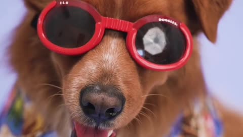Dog veido with sunglasses