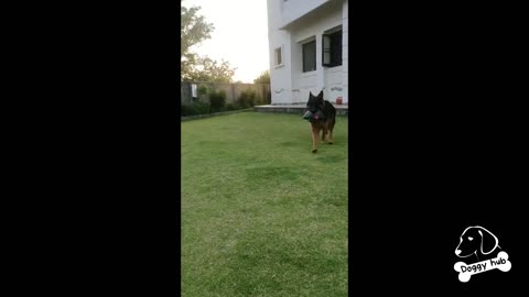 Obedient German Shepherd Dog following command| Dog Training| Doggy hub