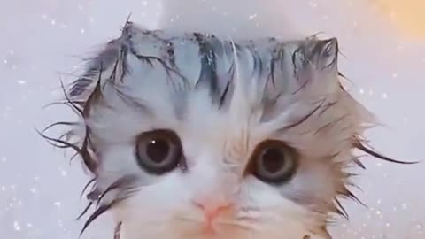 I love clean kittens, and they are very good when they take a bath.