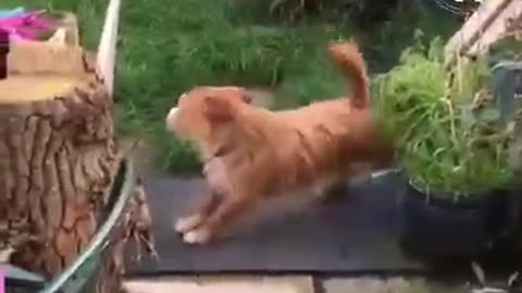 Cute dog cleans his feet before getting inside the house