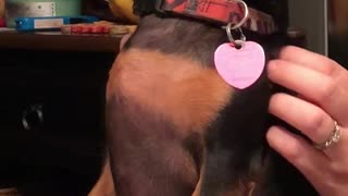 Dog enjoys shoulder massage