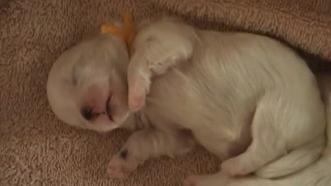 CUTE PUPPIES - 2 Weeks Old- Twitching and Eating Solid Food