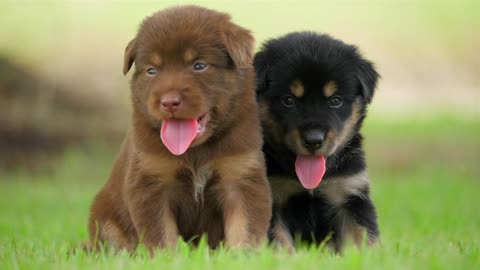 Cute Puppy، Baby Dog Playing In The Green Park