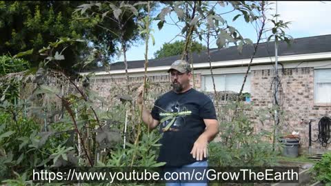 How to trim okra for easier harvest and better production