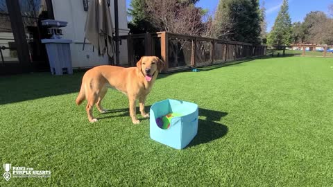 Service Dog Opens Box Of Balls, Only Plays Fetch With Specific One