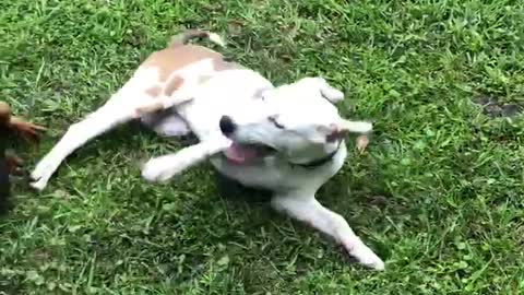 Catahoula pups having play time