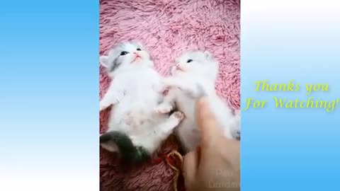 Cute Pets And Funny Animals conviction- Pets Garden