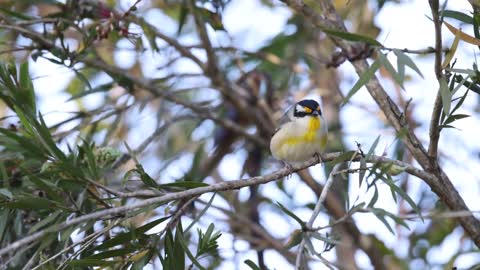 Striated Pardalote at Churchbank Weir Reserve, Aug 2022
