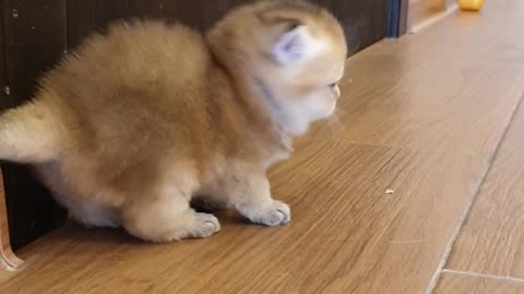 Sweet Kittens Are Adorably Posing With Their Tiny Tails