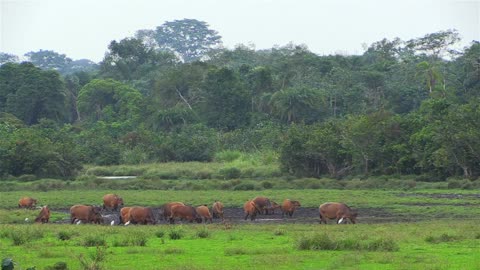 wild life in Africa