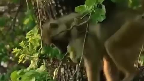 Animals Fight Video - Eagle Hunting Monkey - Sky Animals