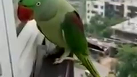 Funny Parrot Talking 👄