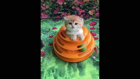 Baby Cats Try not To Laugh Cats