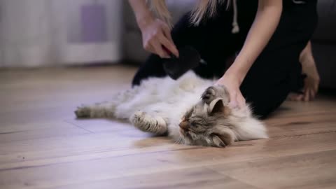 Unrecognizable woman combing fur of a fluffy grey cat on floor