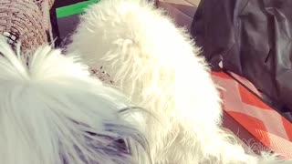 Bulldog plays with Goldendoodle puppy while little sister watches