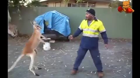 Boxing Kangaroo vs Human | Funny Animals