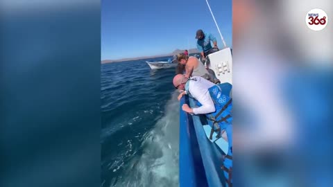 Whale 'kisses' boat passengers after breaching water- News 360 Tv