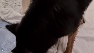 Funny German Shepherd puppy goes bonkers after bath time