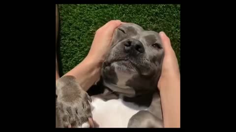 🤣🤣🤣 Me massaging him and he enjoying it 🤣🤣🤣