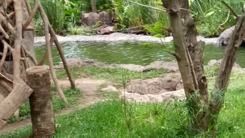 Monitos tiernos del zoológico